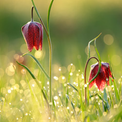 Szachownica kostkowata (Fritillaria meleagris)