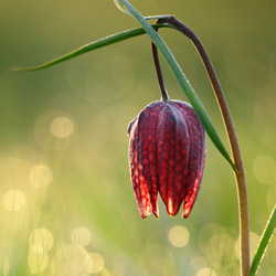 Szachownica kostkowata (Fritillaria meleagris)