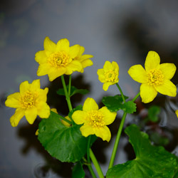 Yellow marsh marigold (Caltha palustris)