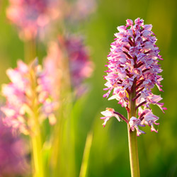 Military Orchis (Orchis militaris)