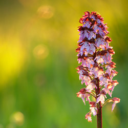 The Lady Orchid (Orchis purpurea)