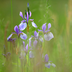 Siberian iris (Iris sibirica)