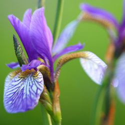 Siberian iris (Iris sibirica)