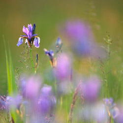 Siberian iris (Iris sibirica)