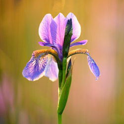 Siberian iris (Iris sibirica)