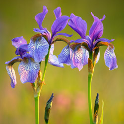 Siberian iris (Iris sibirica)