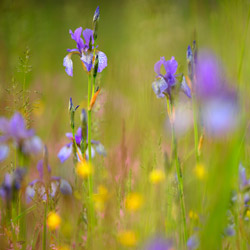 Siberian iris (Iris sibirica)