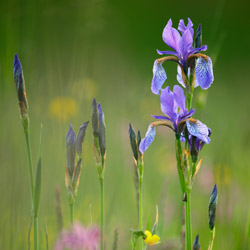 Siberian iris (Iris sibirica)