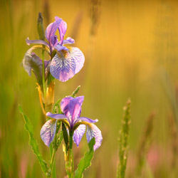 Siberian iris (Iris sibirica)