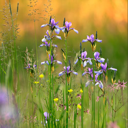 Kosaciec syberyjski (Iris sibirica)