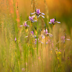 Siberian iris (Iris sibirica)