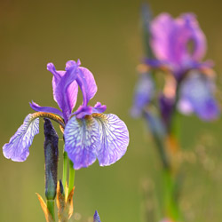 Siberian iris (Iris sibirica)