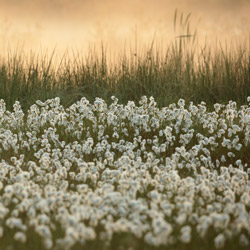 Wełnianka wąskolitna (Eriophorum angustifolium)