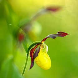 Lady Slipper Orchid (Cypripedium calceolus)