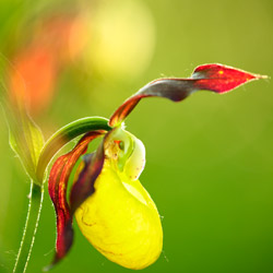 Lady Slipper Orchid (Cypripedium calceolus)