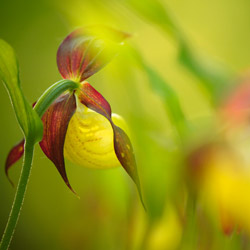 Obuwik pospolity (Cypripedium calceolus)