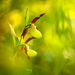 Lady Slipper Orchid (Cypripedium calceolus)