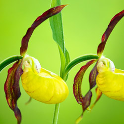 Lady Slipper Orchid (Cypripedium calceolus)