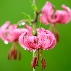 Lilia złotogłów (Lilium martagon)