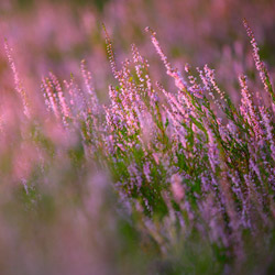 Heather (Calluna vulgaris)