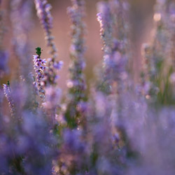 Wrzos zwyczajny (Calluna vulgaris)