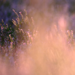 Heather (Calluna vulgaris)