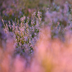 Wrzos zwyczajny (Calluna vulgaris)