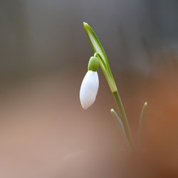 Śnieżyczka przebiśnieg (Galanthus nivalis)