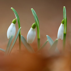 Snowdrops (Galanthus nivalis)