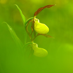 Lady Slipper Orchid (Cypripedium calceolus)