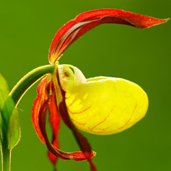 Lady Slipper Orchid (Cypripedium calceolus)