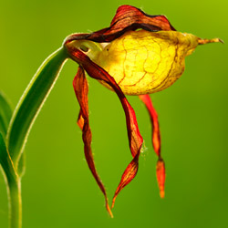 Lady Slipper Orchid (Cypripedium calceolus)