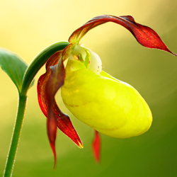 Obuwik pospolity (Cypripedium calceolus)