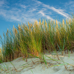 European beachgrass (Ammophila arenaria)