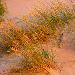 European beachgrass (Ammophila arenaria)