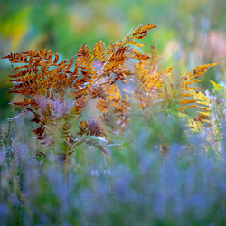 Common bracken (Pteridium aquilinum)