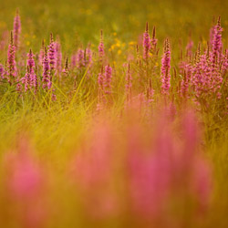 Purple loosestrife (Lythrum salicaria)