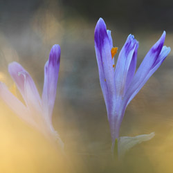 Szafran spiski (Crocus scepusiensis)