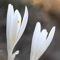 Crocus (Crocus scepusiensis)