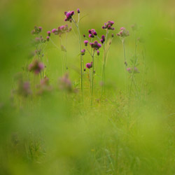 Ostrożeń łąkowy (Cirsium rivulare)