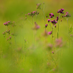 Trevor's Blue Wonder (Cirsium rivulare)