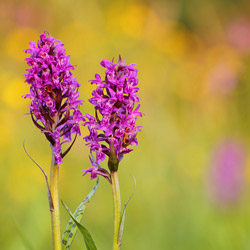 Western marsh-orchid (Dactylorhiza maialis)