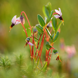 Northern cranberry (Oxycoccus palustris)