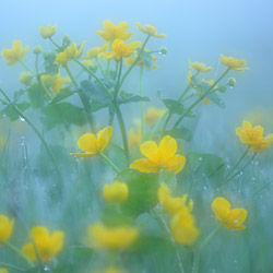 Yellow marsh marigold (Caltha palustris)