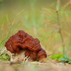 Piestrzenica kasztanowata (Gyromitra esculenta)