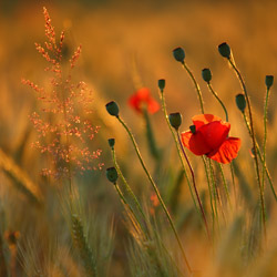 Mak polny (Papaver rhoeas)