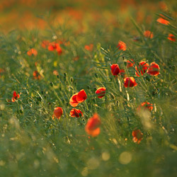 Mak polny (Papaver rhoeas)