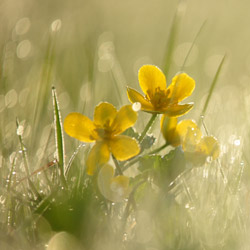 Yellow marsh marigold (Caltha palustris)