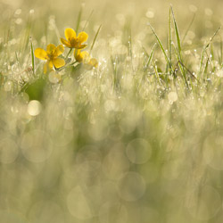 Yellow marsh marigold (Caltha palustris)