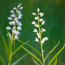 Buławnik mieczolistny (Cephalanthera longifolia)